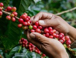 Tiga Kecamatan Sentra Kopi Kukar