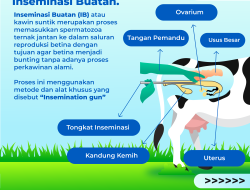 Kunci Pembibitan Sapi Unggul di Kukar
