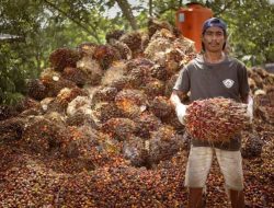 Pemkab Kukar Terima Rp 19,7 Miliar Dana Bagi Hasil Sawit