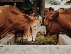 Enam Program Meningkatan Mutu Ternak Sapi dan Kambing Kukar