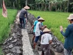 80 Persen Saluran Irigasi Desa Loh Sumber Tersambung