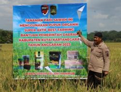 Bupati Kukar Edi Damansyah Lakukan Panen Padi Organik Sawah Di Desa Bangun Rejo