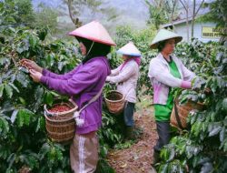 Potensi Kopi Lokal Kukar Menjanjikan, Pemkab Kukar Bakal Berikan Pendampingan Bagi Petani Kopi Lokal
