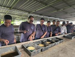 Kunjungi Pusat Budidaya Maggot di Sleman, Wabup Kasmidi : Budidaya Maggot Bantu Urai Sampah Organik jadi Kompos