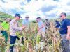 Komitmen Dukung Program Asta Cita, Polres Kutim Panen Jagung di Muara Bengalon
