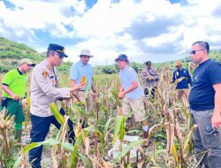 Komitmen Dukung Program Asta Cita, Polres Kutim Panen Jagung di Muara Bengalon