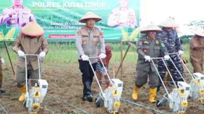 Inovatif! Polres Kutim Bersama PT KPC Ubah Lahan Bekas Tambang Jadi Lumbung Jagung
