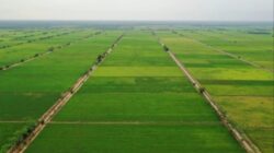 DTPHP Kutim Matangkan Program Cetak Sawah 1.150 Hektare Tahun 2026