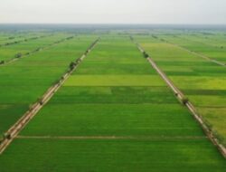 DTPHP Kutim Matangkan Program Cetak Sawah 1.150 Hektare Tahun 2026