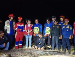 LKK Kutim dan Tim Gabungan Berhasil Tangkap Buaya 4 Meter Penerkam Bocah di Dermaga Kenyamukan